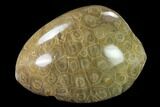 Polished Fossil Coral (Actinocyathus) Head - Morocco #157530-1